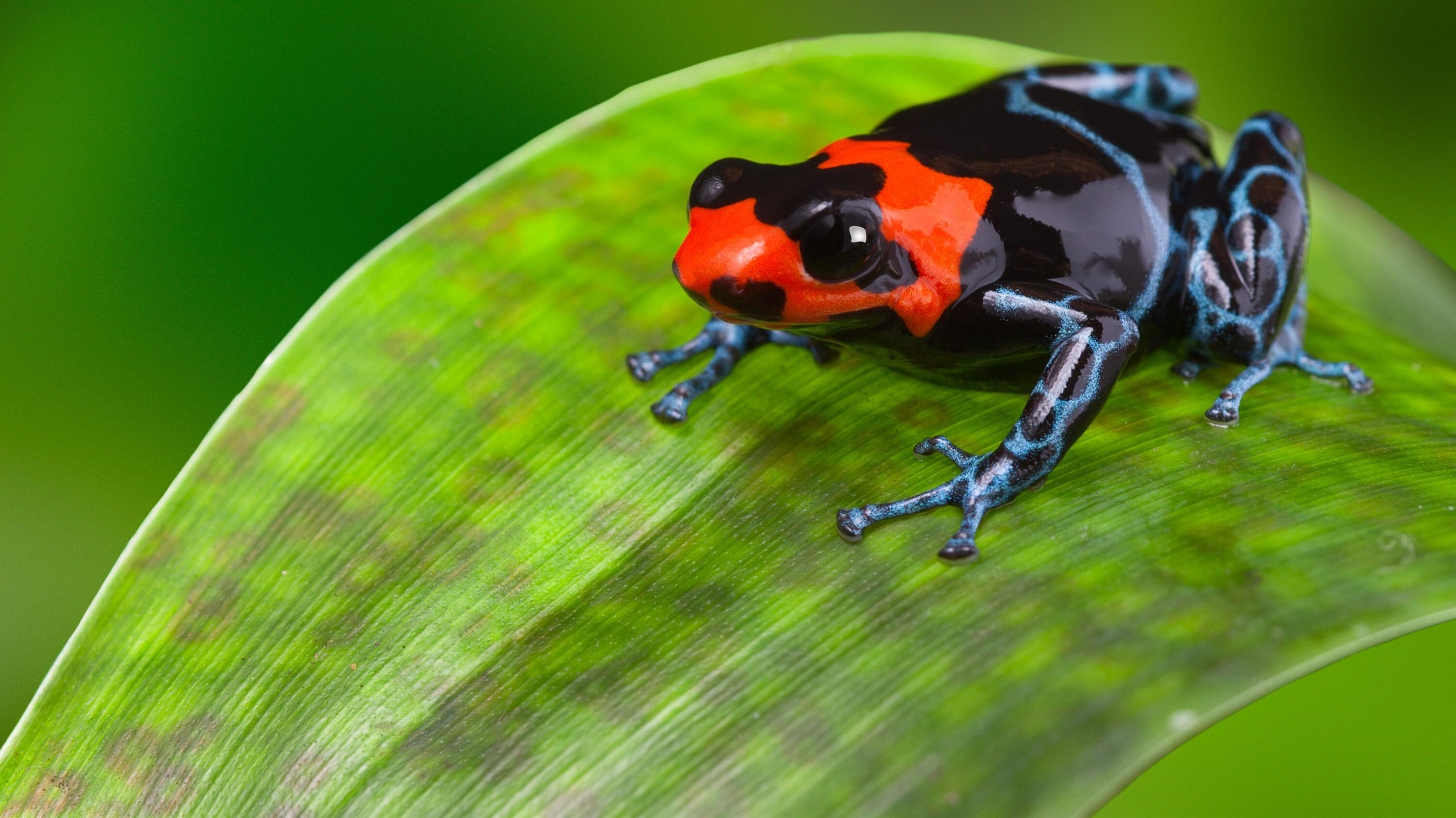 4K Wallpaper of Red and Blue Color Frog HD Wallpapers