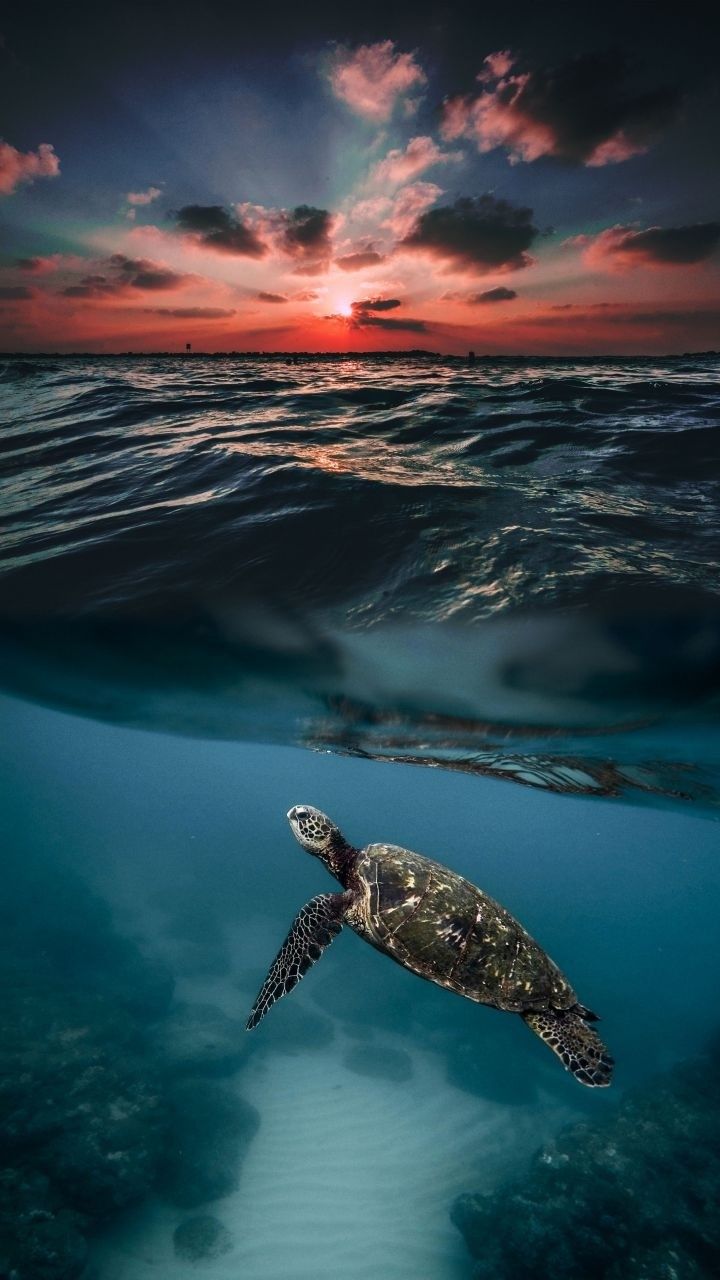 Rohit On Animals HD Wallpaper Sea Turtle