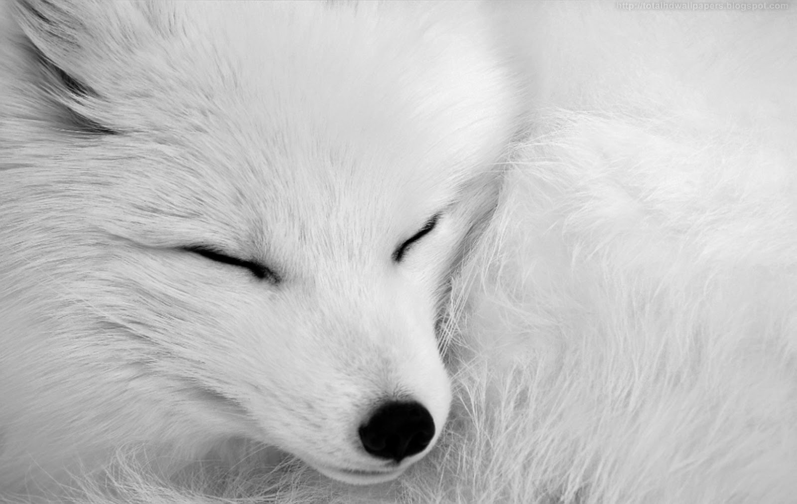 Beautiful Desktop HD Wallpaper 1080p Arctic Fox