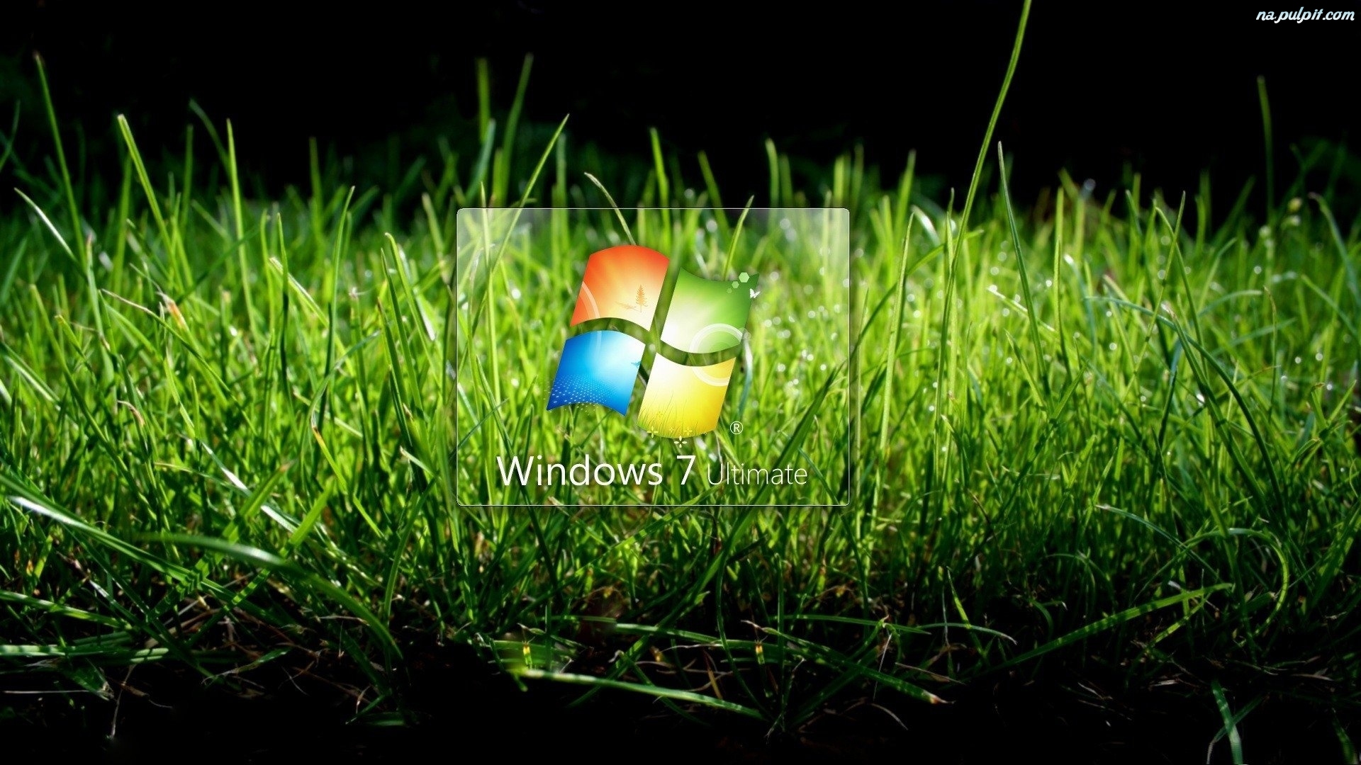 Logo Windows Trawa Na Pulpit