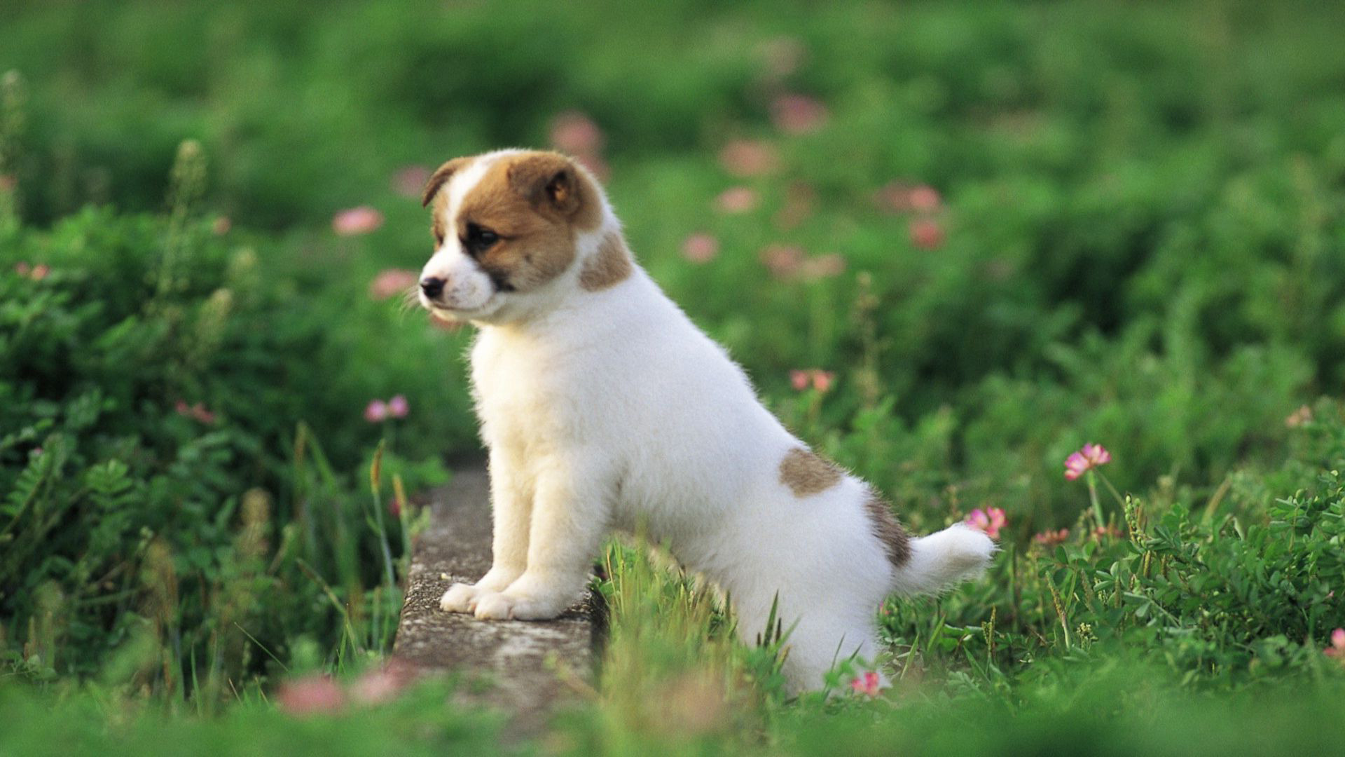 Cute puppy wallpaper   388822