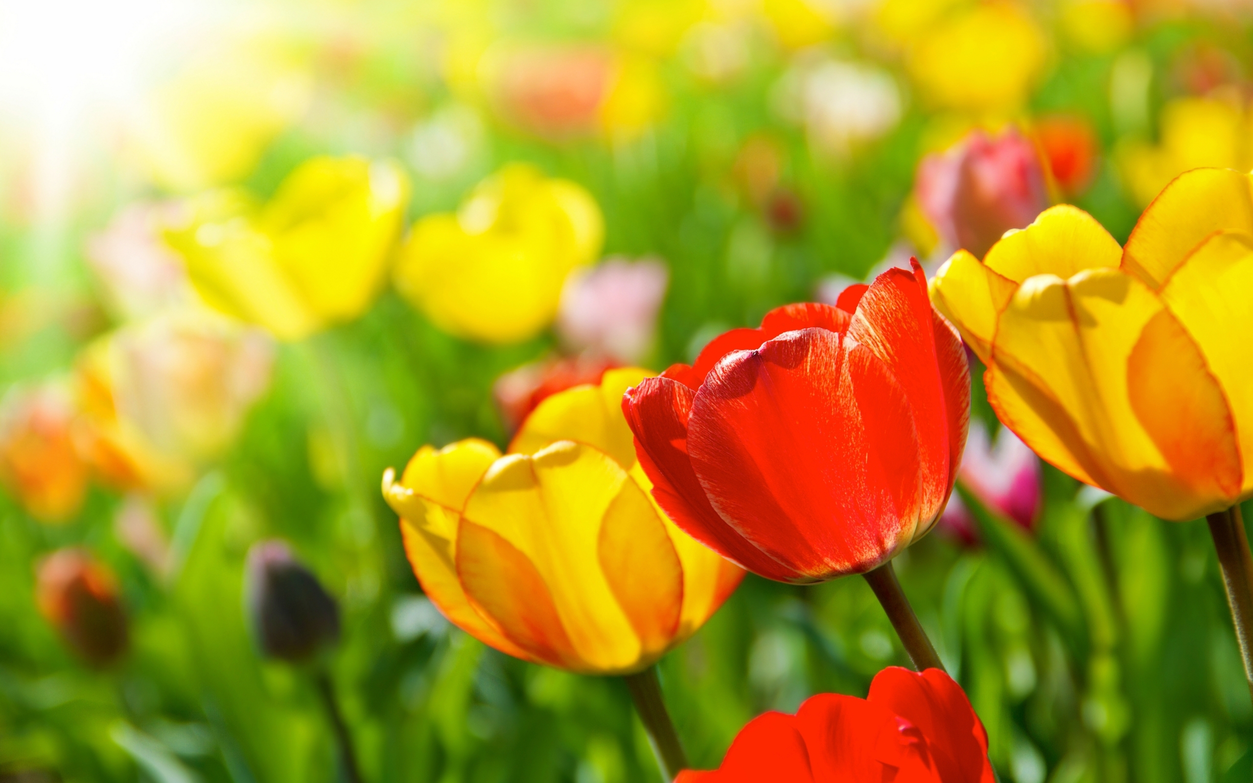 Bright Spring Flowers Wallpaper And Image Pictures