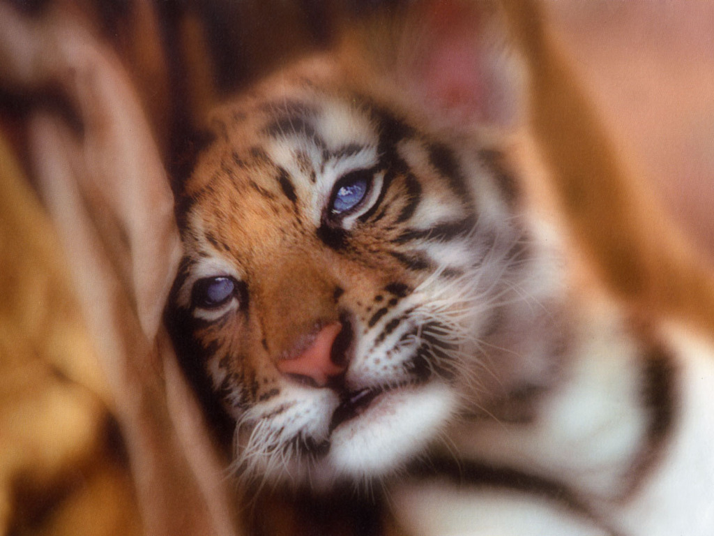 HD wallpaper: Baby tiger, animals | Wallpaper Flare