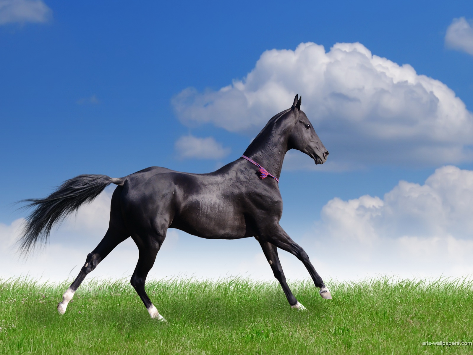 Horses Wallpaper Art Desktop Background