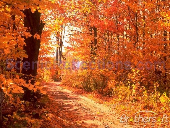 Screensaver Colors Of Autumn