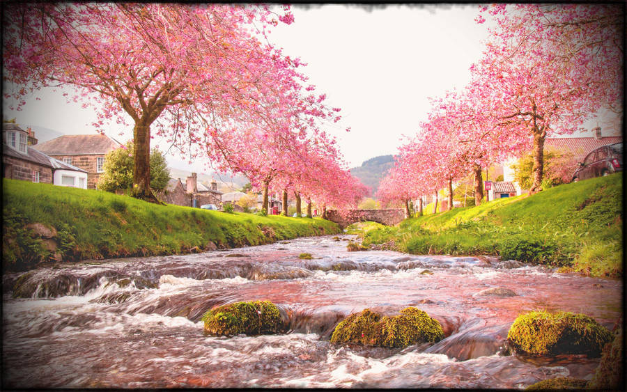 Pink Sakura Trees Japanese Nature Wallpaper