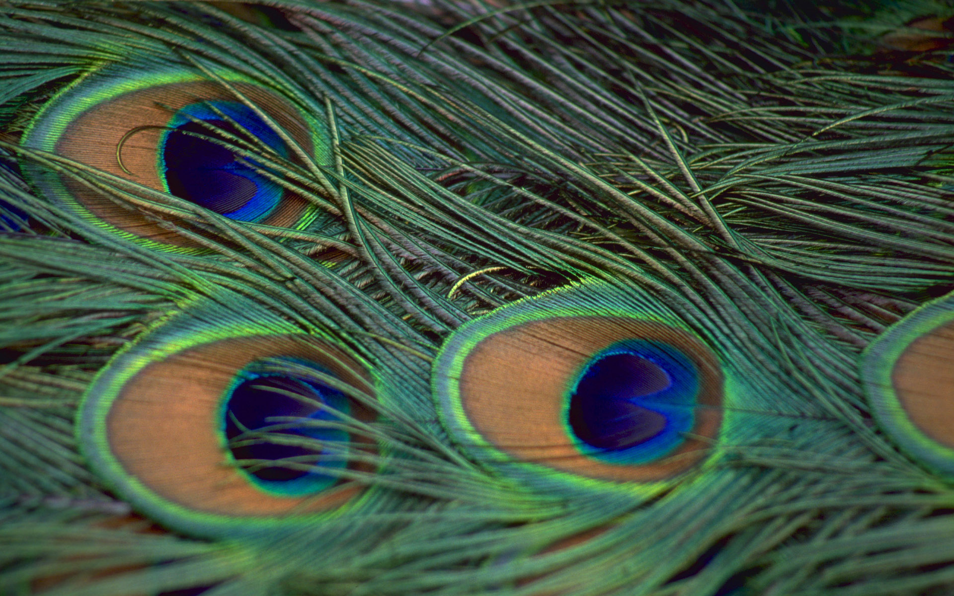 Peacock Feathers Wallpaper And Image Pictures Photos