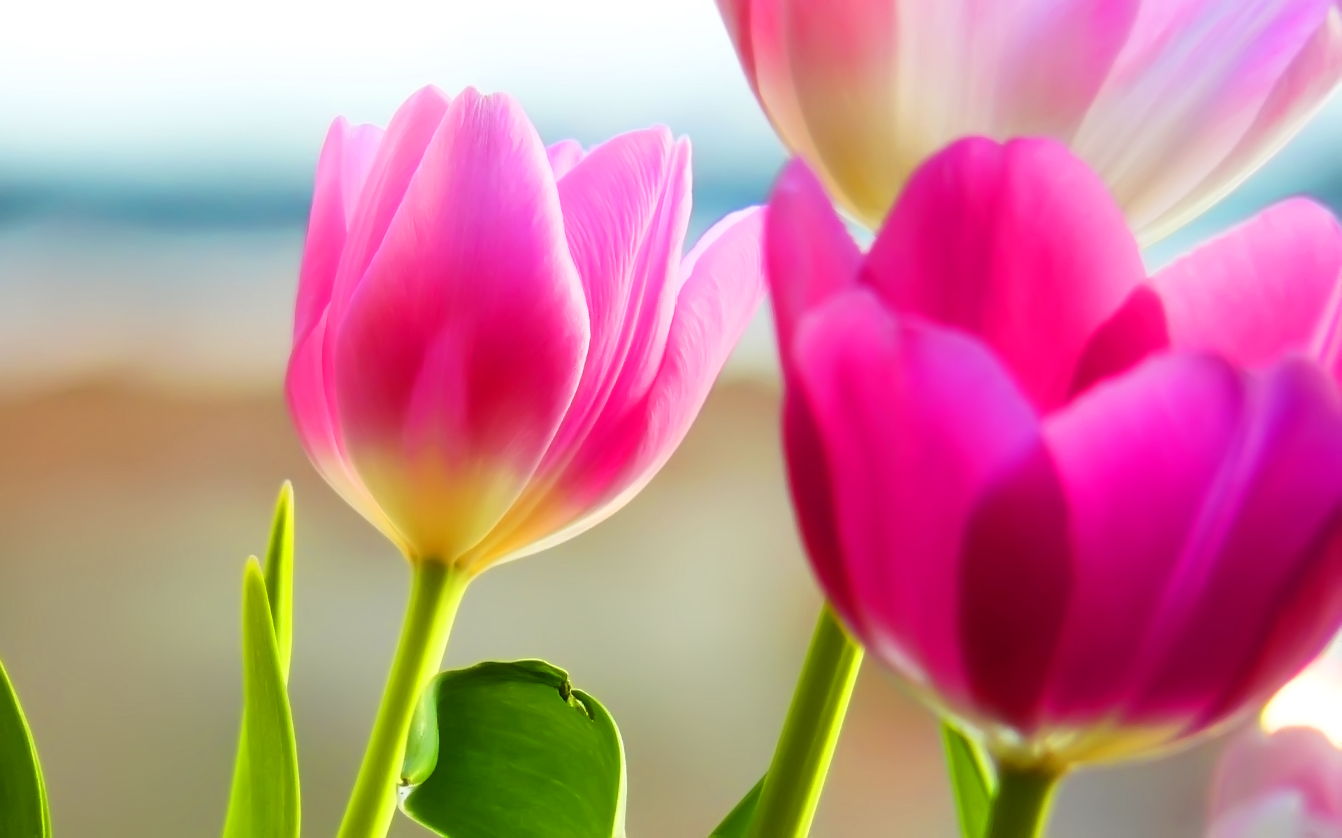 Pics Photos Tulips Background Spring Scenery Nature