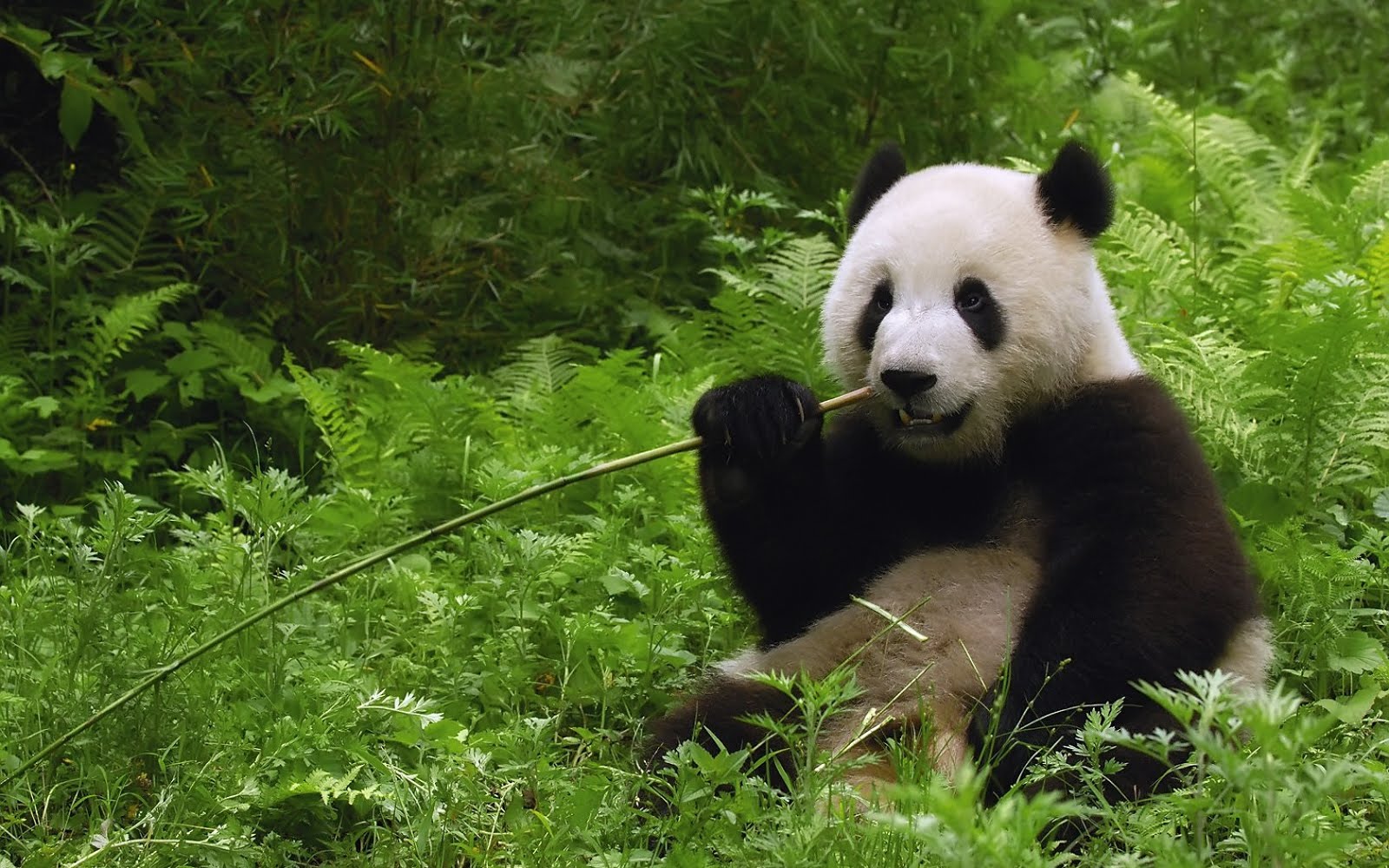 Pandas Bears Panda Windows Bing Kung Fu Nature Lazy Wallpaper