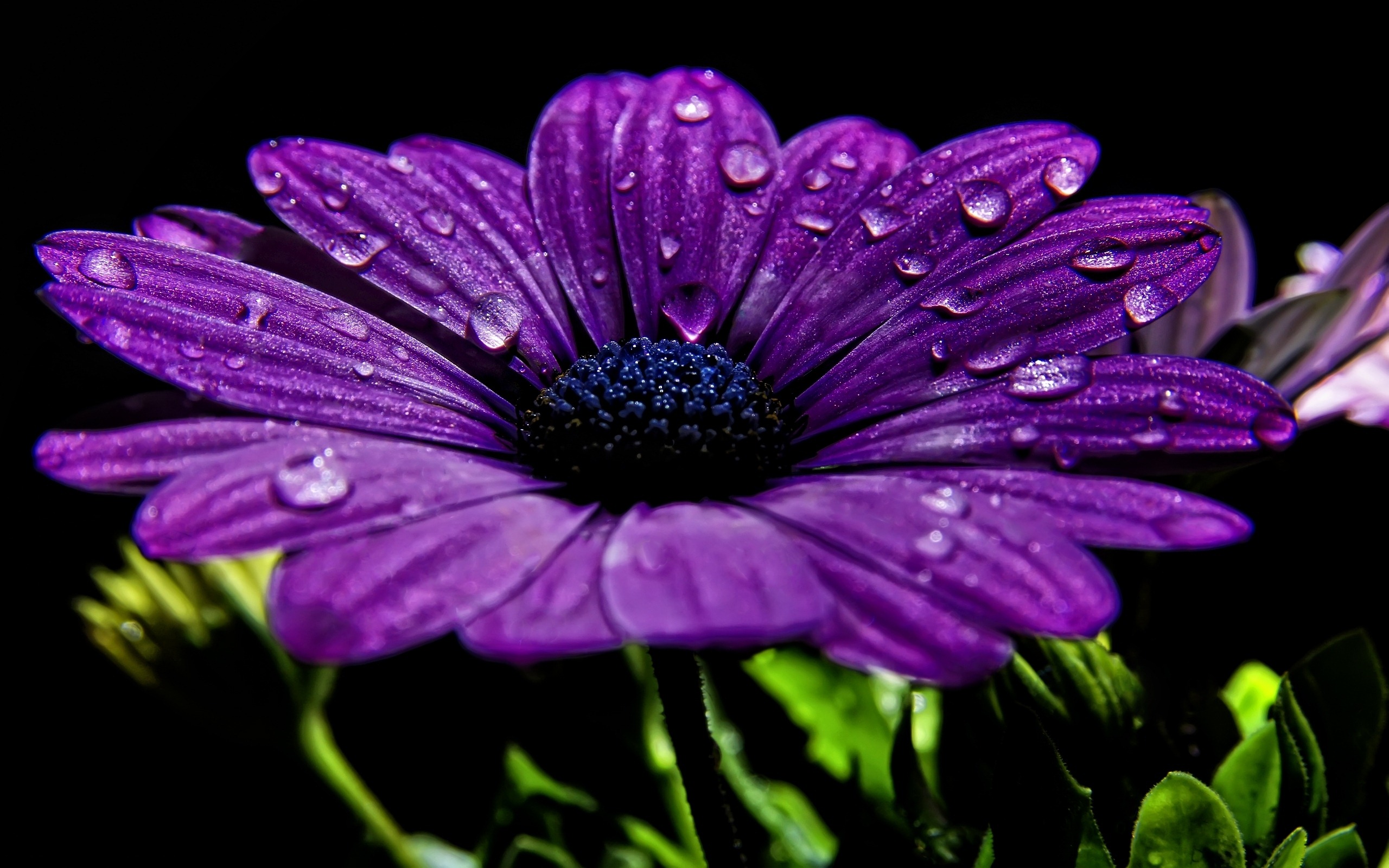 Purple Daisy Flower Desktop Wallpaper DesktopHDw