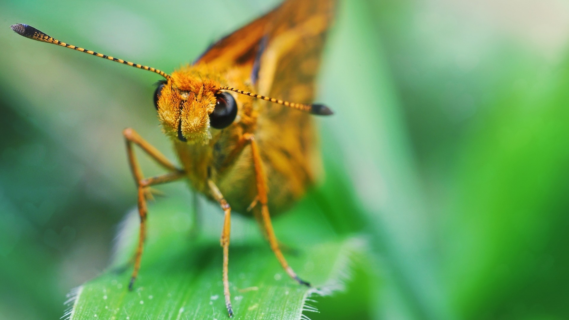 Insects Wallpaper