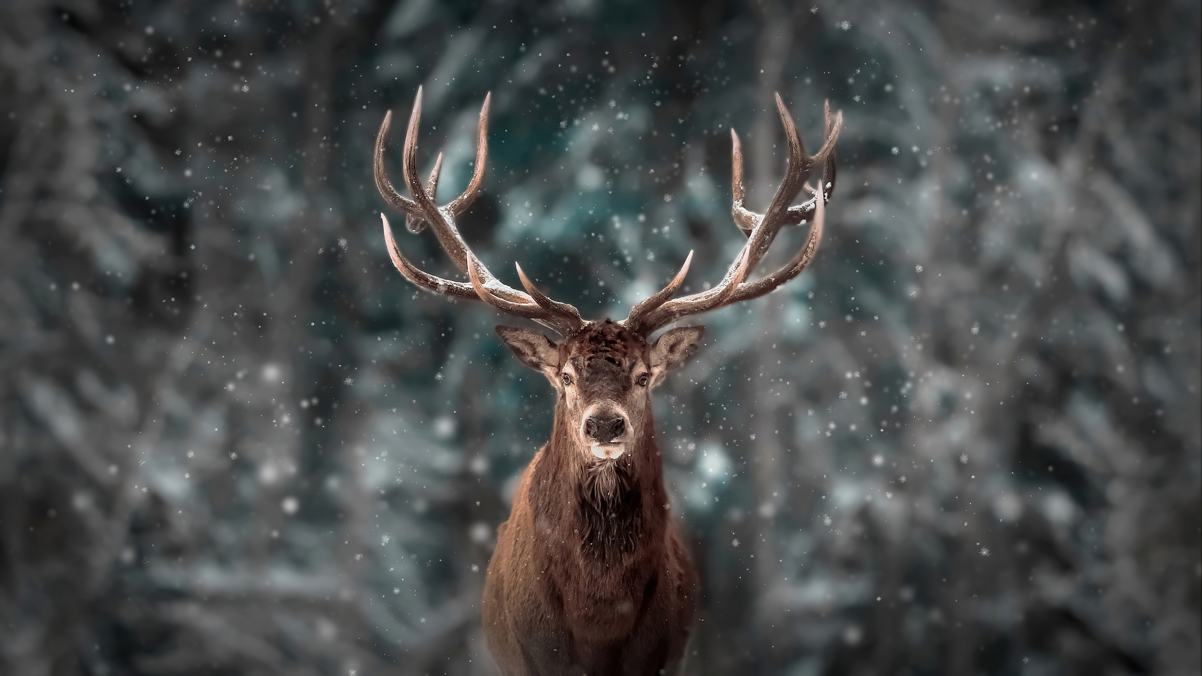 Reindeer Wallpaper HD