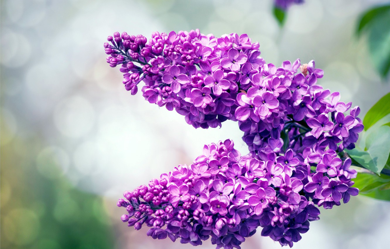 Wallpaper Background Spring Lilac Image For Desktop Section