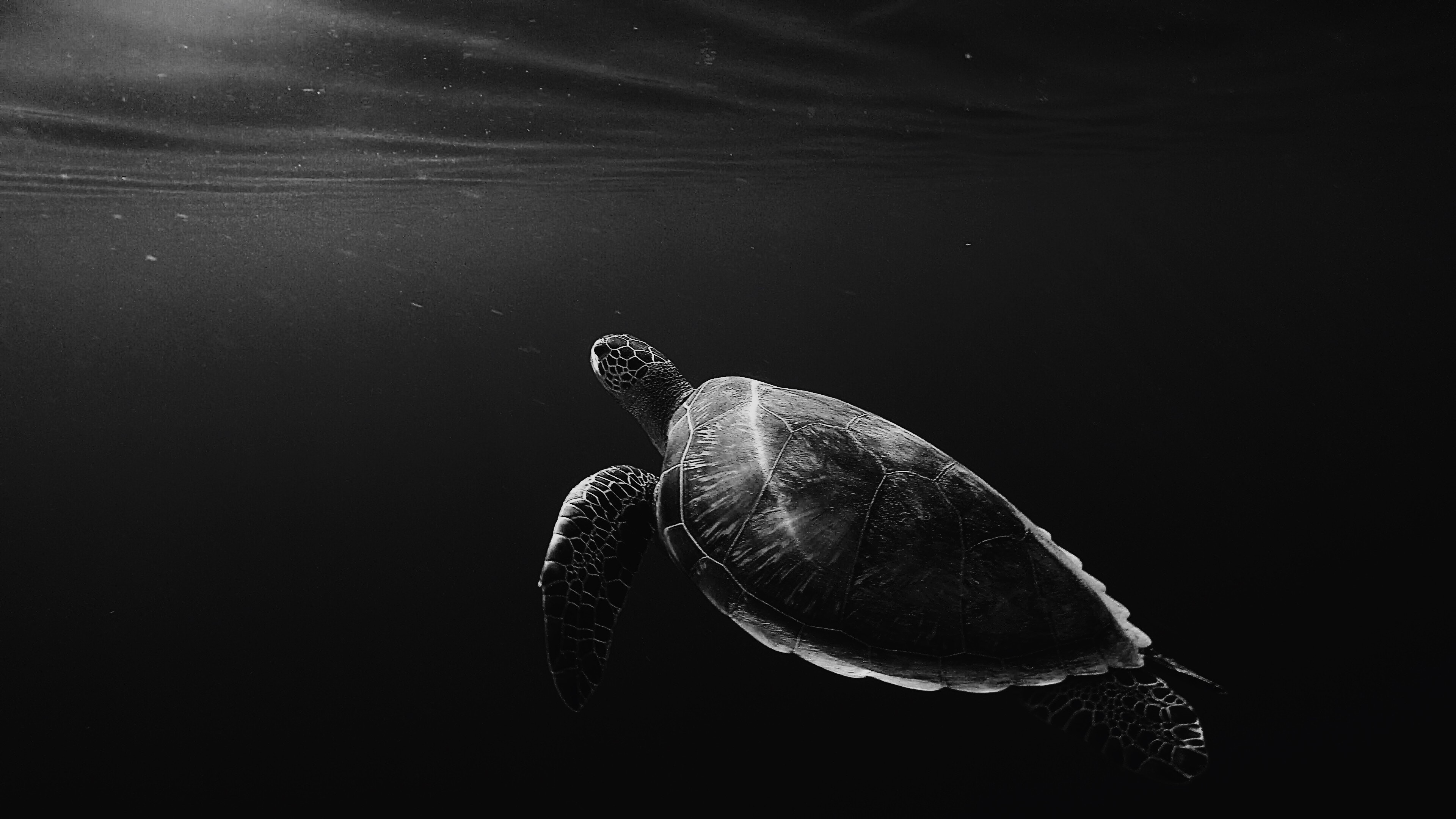 4k Turtle Under Water Swim Wallpaper