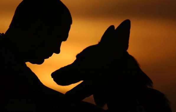  dog friend circ the shape silhouette wallpapers photos pictures