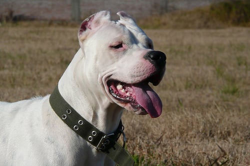 🔥 Download Dogo Argentino Wallpaper HD by @whitneyl | Dogo Wallpapers ...