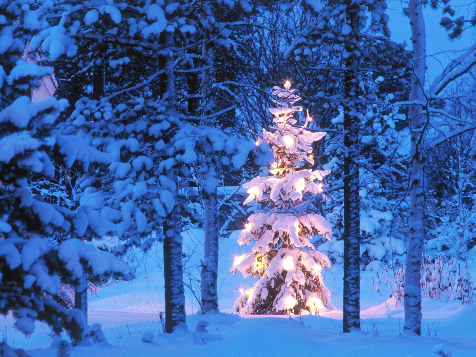 Tree In Snow Wallpaper Christmas HD
