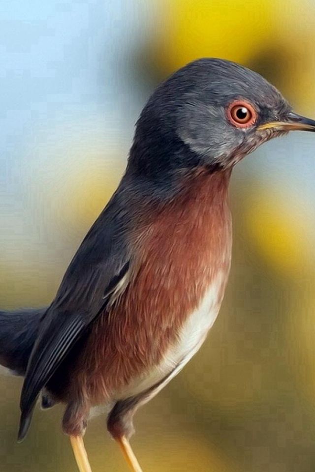iPhone Wallpaper