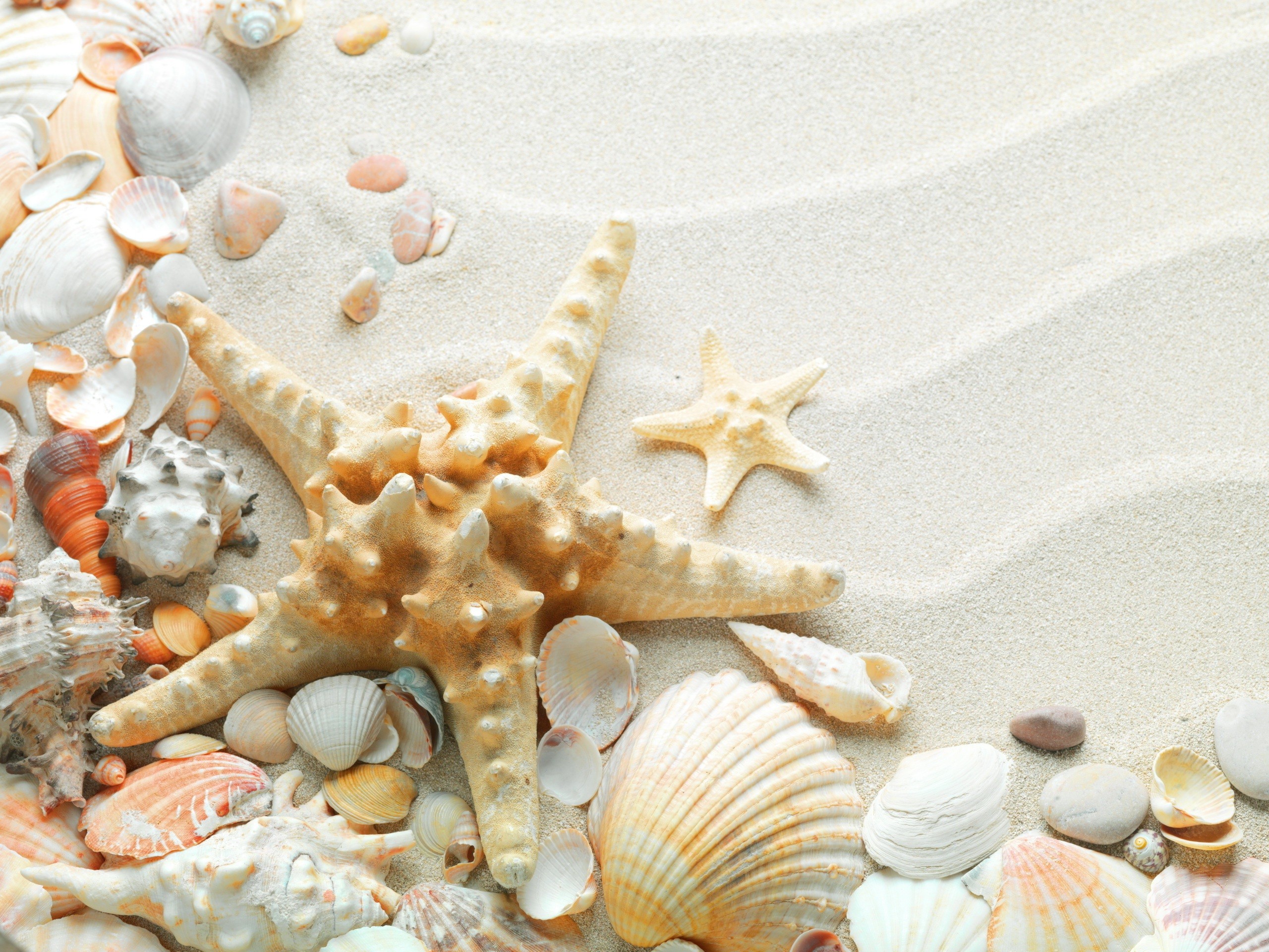 Sand Starfish Seashells White HD Background Wallpaper