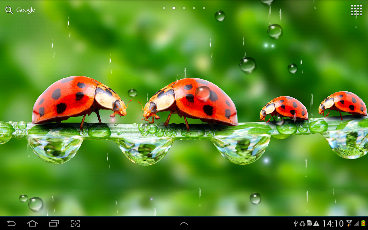 Free download Rain Live Wallpaper [1280x800] for your Desktop, Mobile