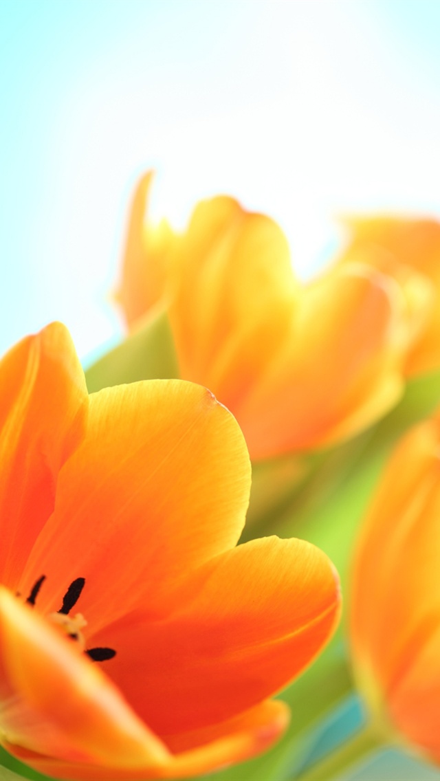  tulips iPhone 5 wallpaper iPhone 5 Wallpaper iPhone 5S Backgrounds