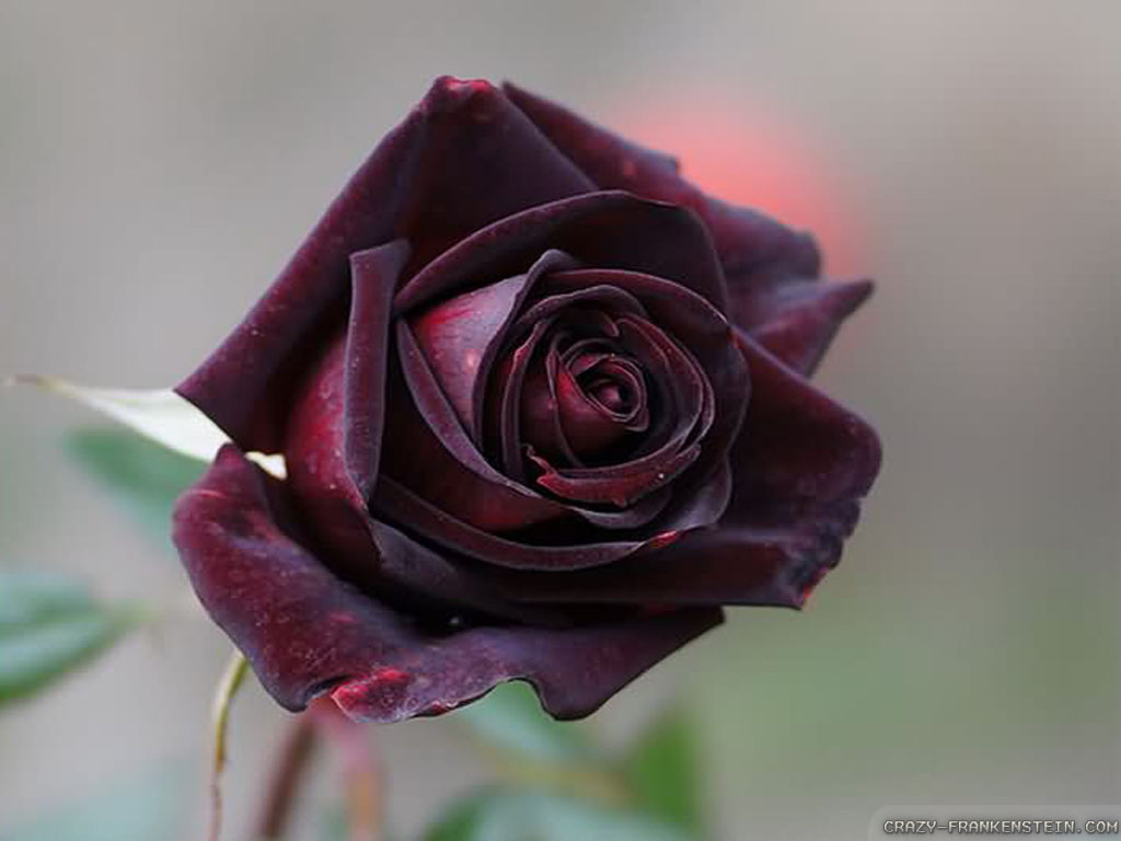 Beautiful Black Rose Wallpaper By Blackfoot13