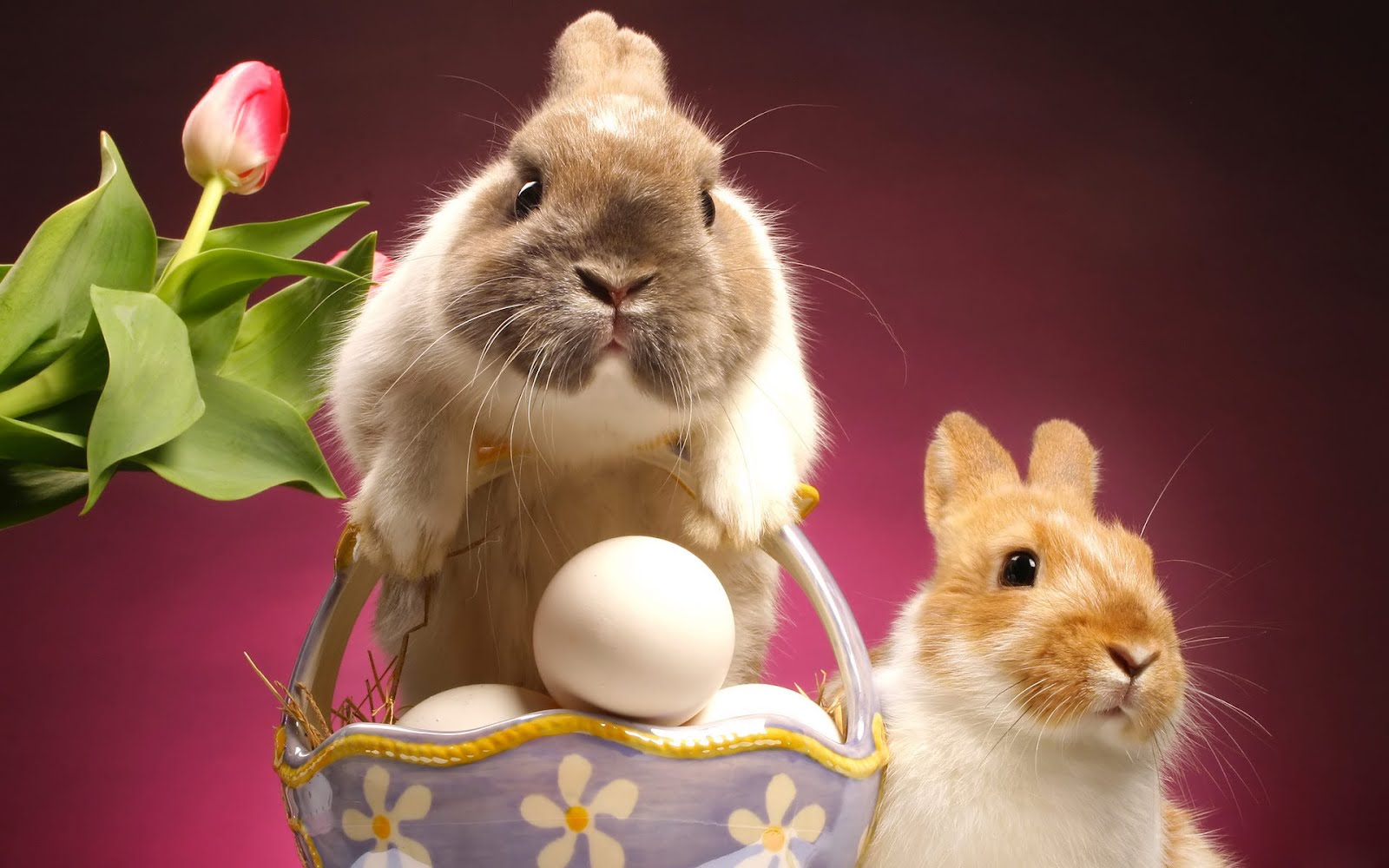 Cute Bunny Rabbit Easter Wallpaper For Desktop