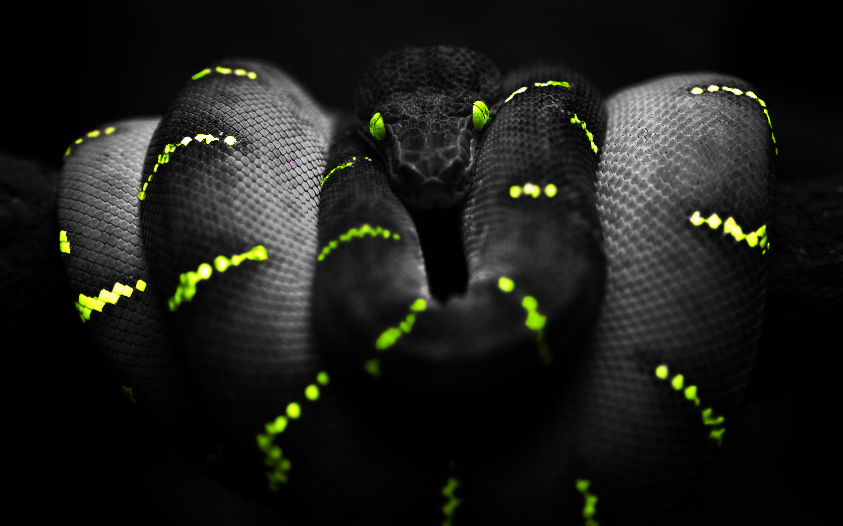Snake HD Wallpaper Background