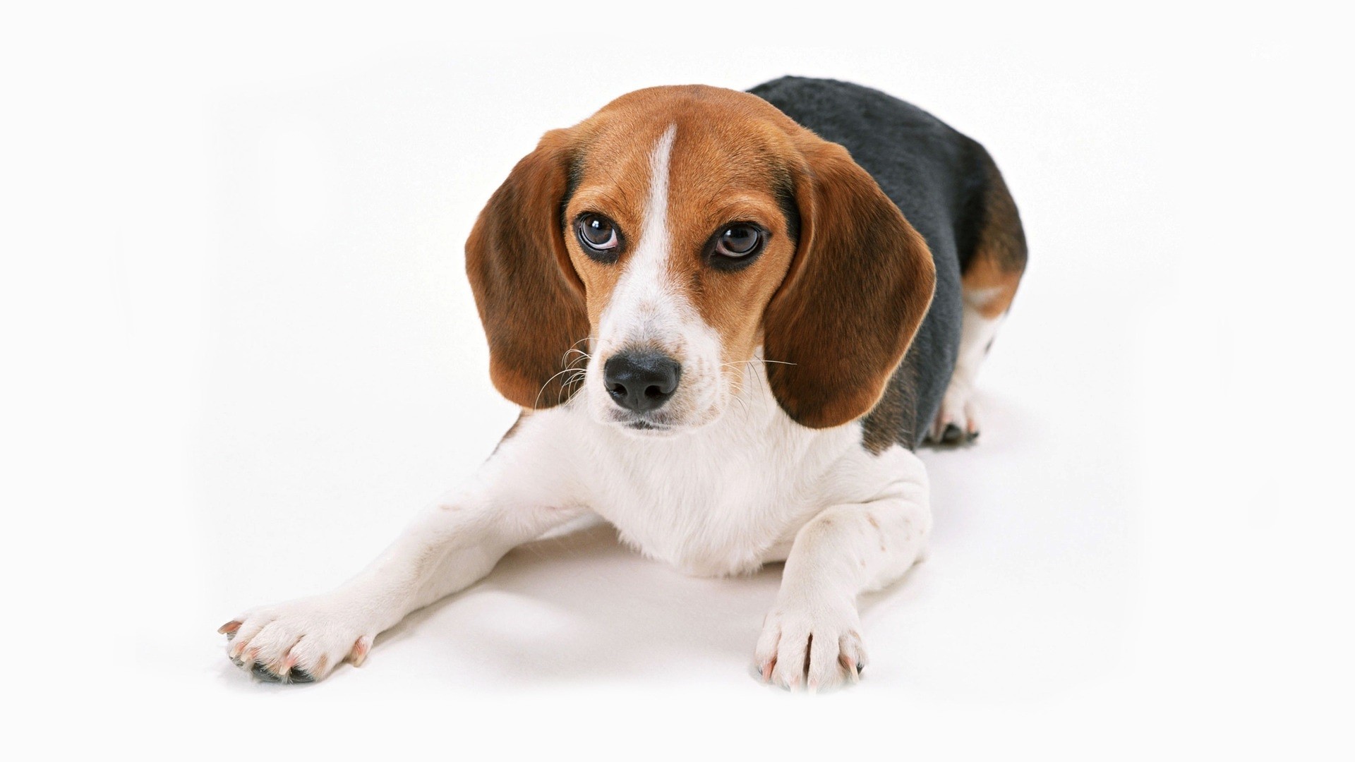 Cute Beagle Widescreen High Definition Wallpaper Desktop