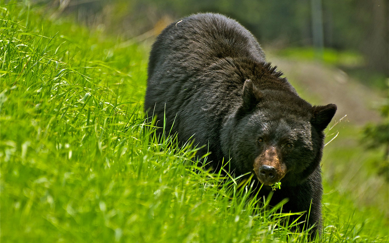Animal Wallpaper Wildlife Photography The Big Black Bear On Green