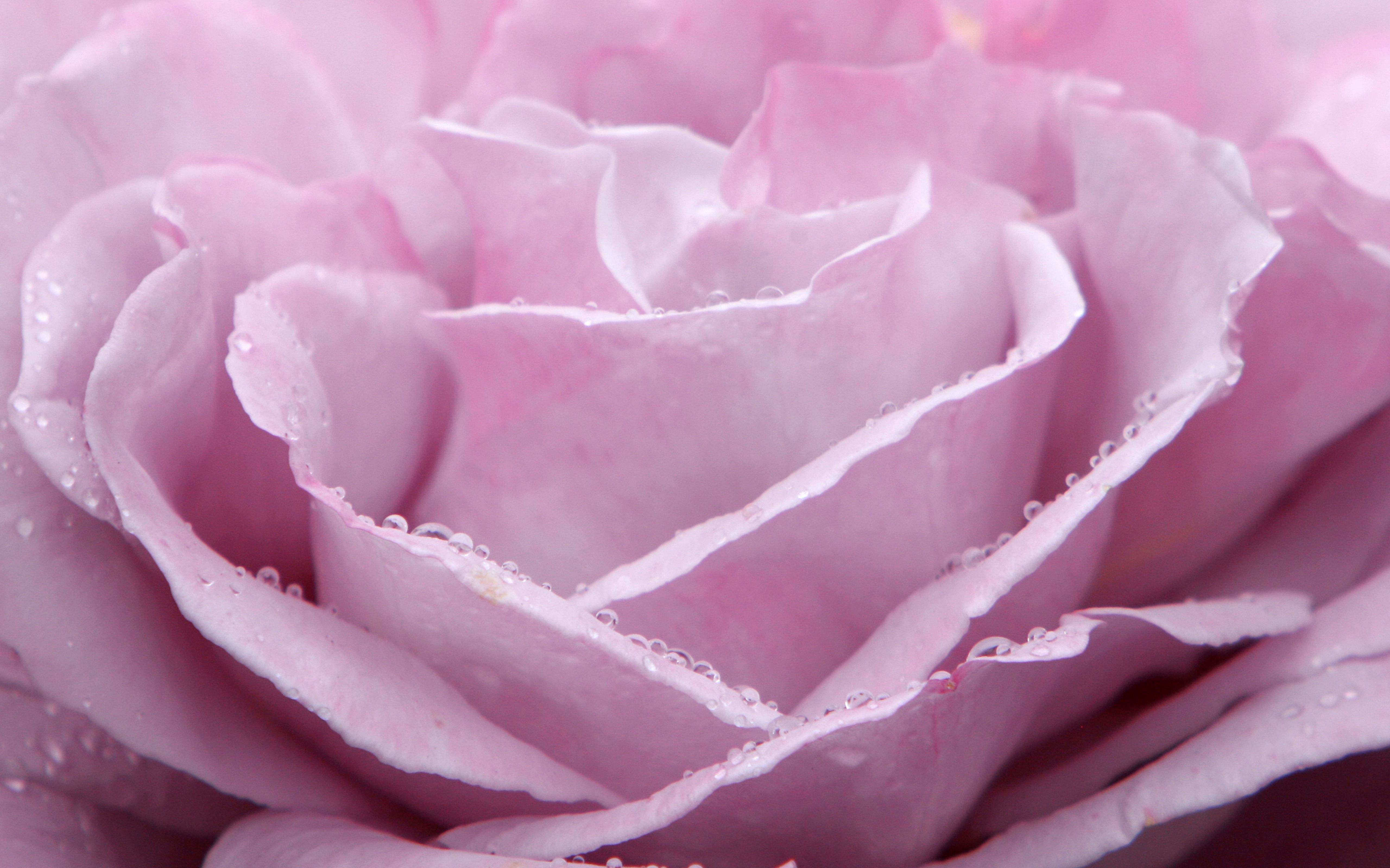 Beautiful Pink Rose HD Wallpaper