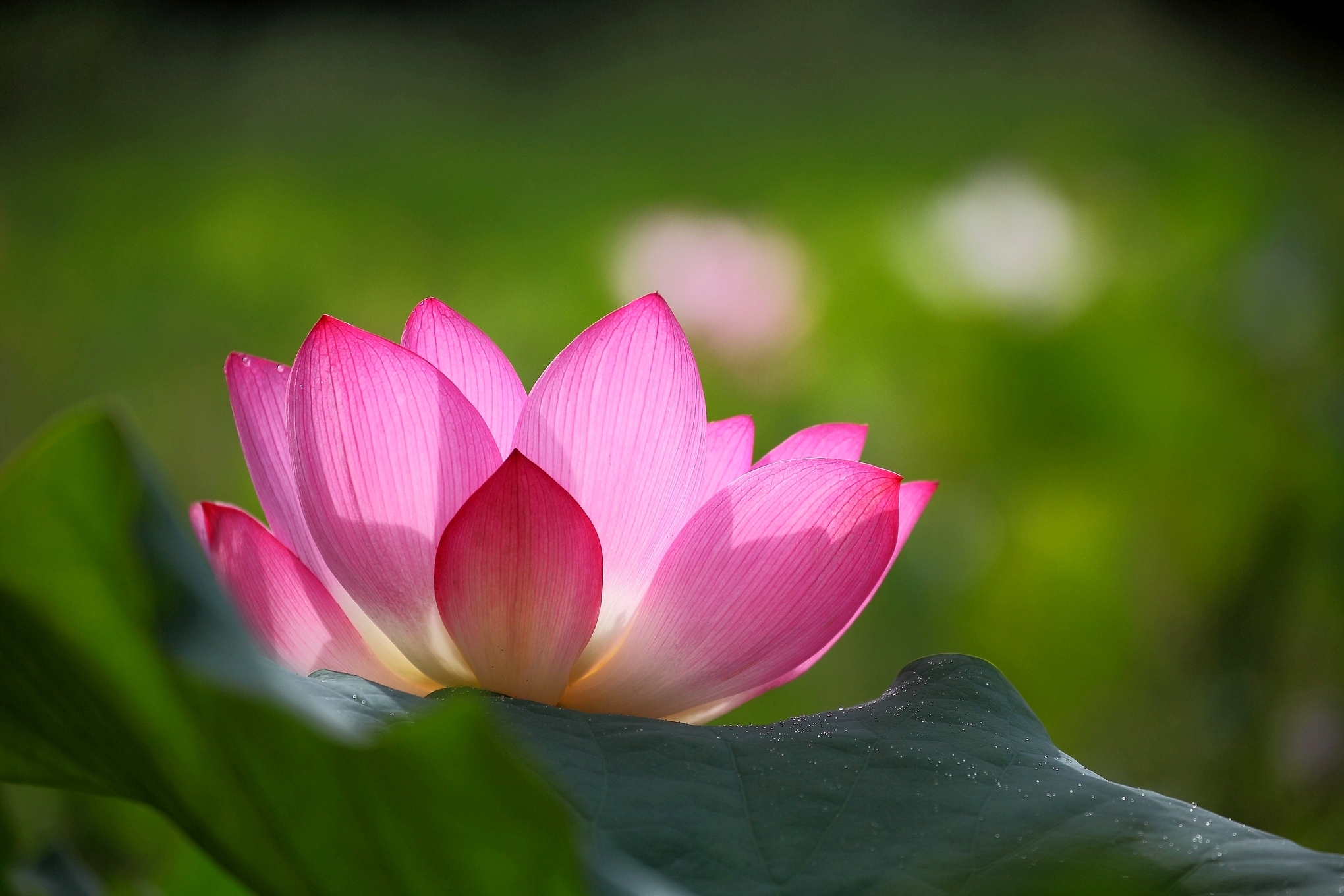 Lotus Flower Pink Petals Leaves Green Background Blur Wallpaper