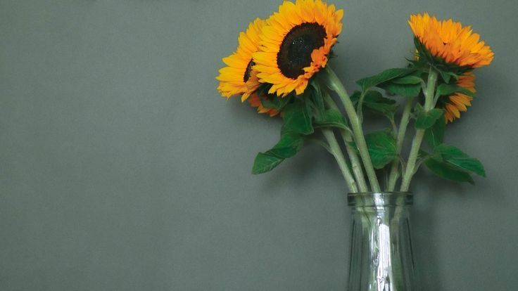 Minimalist Flowers Desktop Wallpaper 4k HD 1080p Floral Simple
