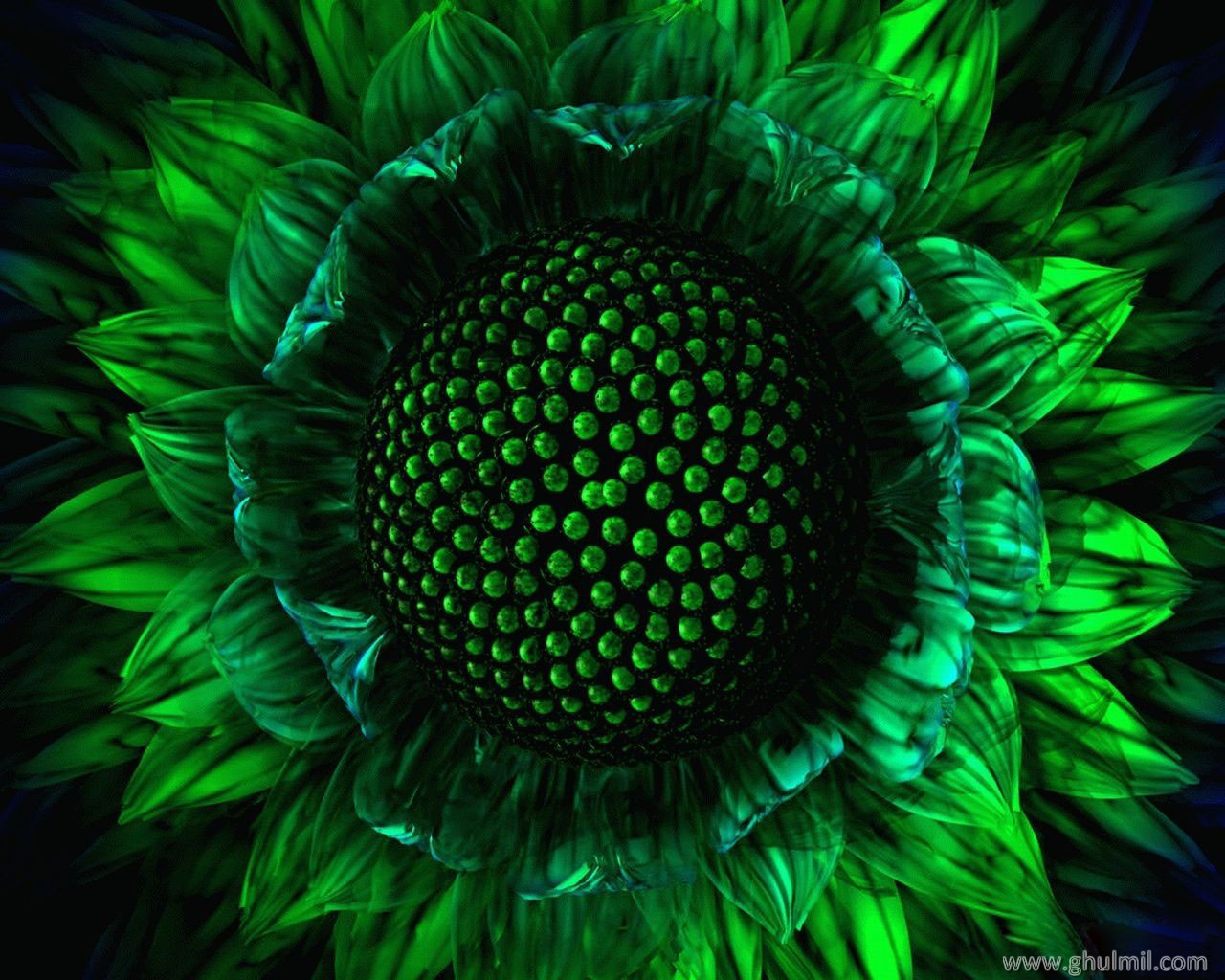 Amazing 3d Green Sun Flower Wallpaper Desktop