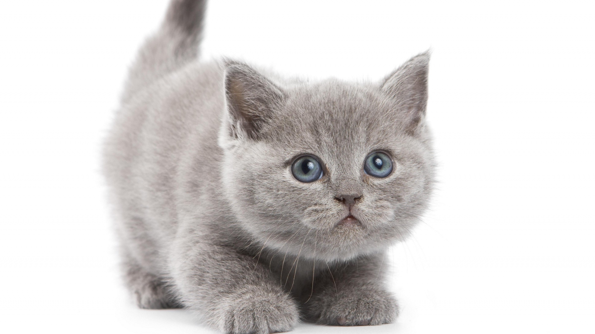Desktop Wallpaper Of Gray Kitten In HD Resolution Click Photo