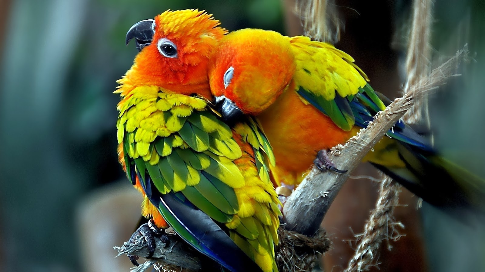 Two colorful Sun Conures cuddling on a branch