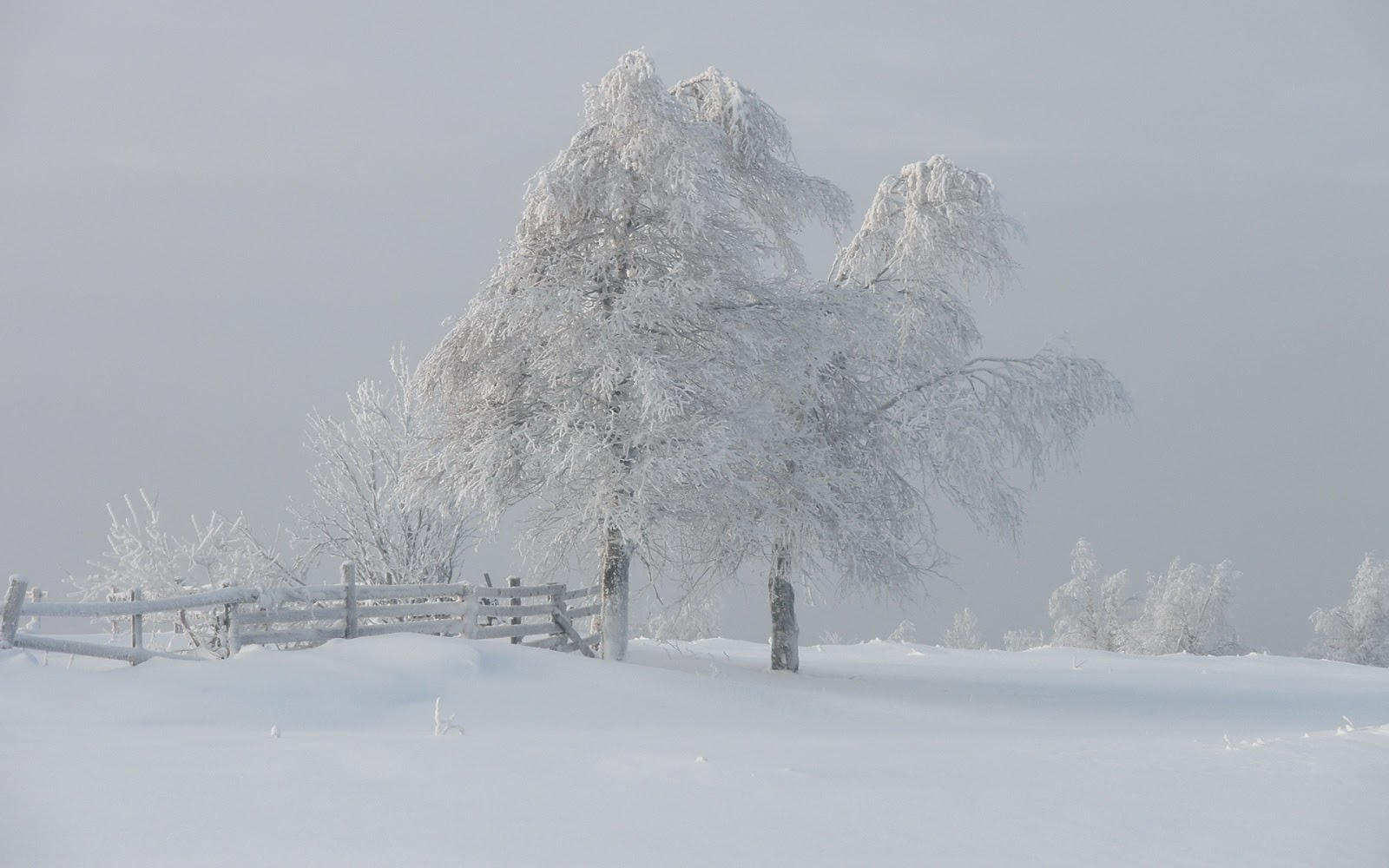 HD Wallpaper Pics Winter Fog