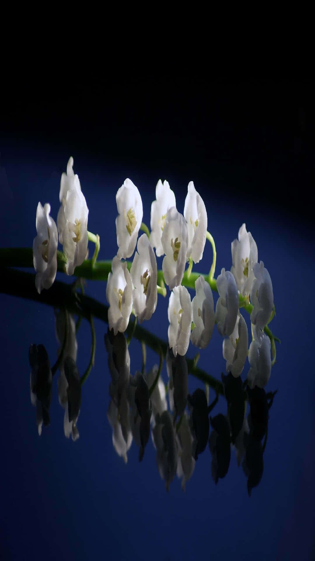 Lily Of The Valley Wallpaper