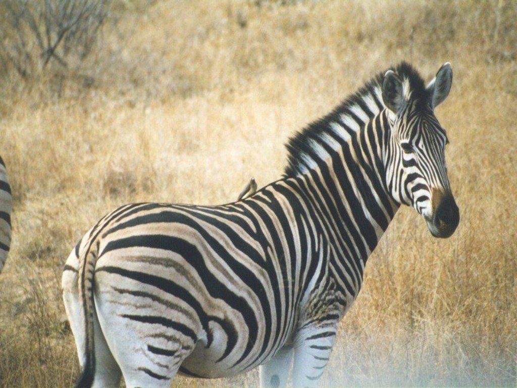 Zebra Wallpaper Image And Animals Pictures