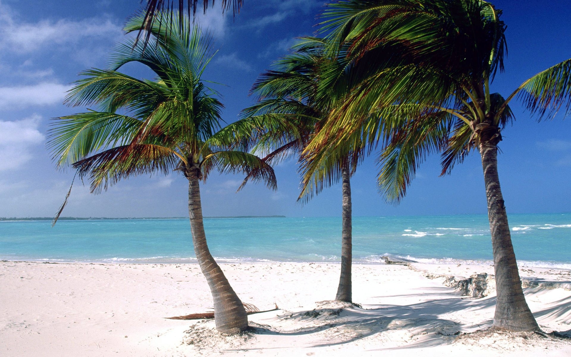 HD Palm Tree Wallpaper And Photos Beach