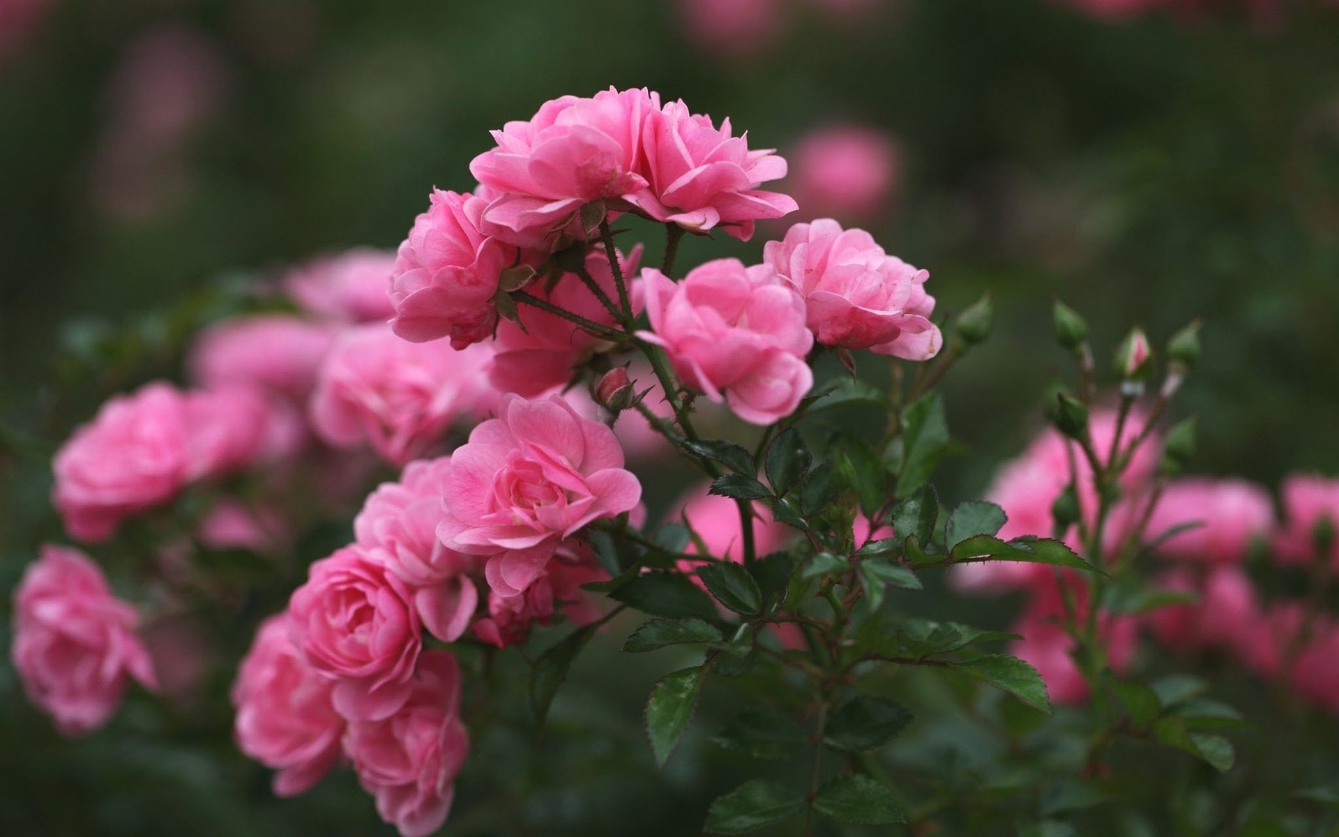 Pink Rose Flower Wallpaper