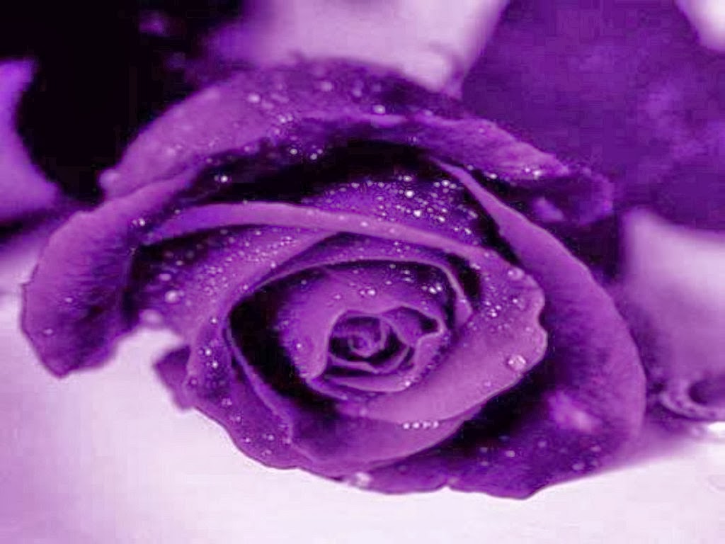 Purple Rose Wallpaper Keywords Here