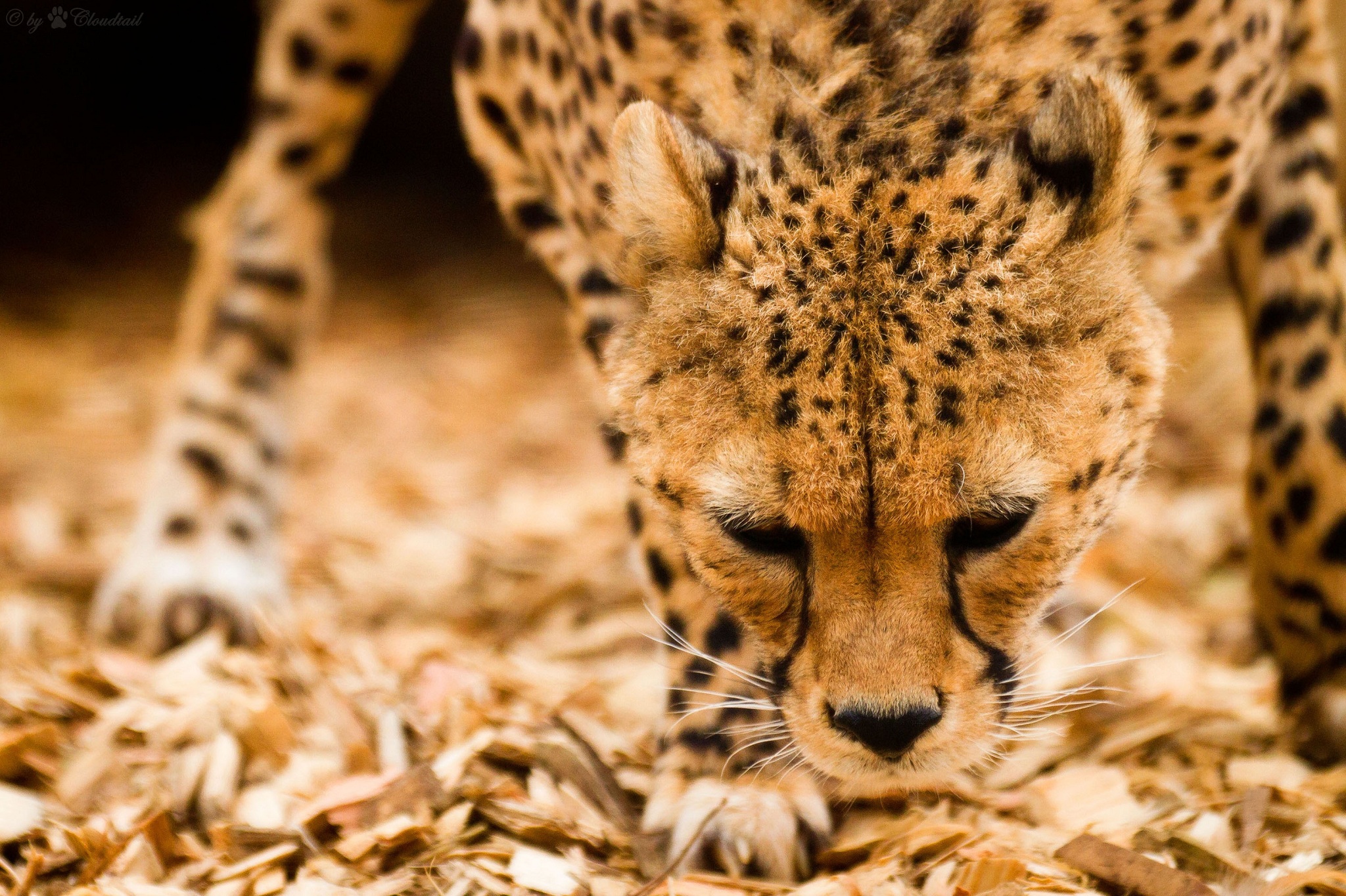 Cheetah Puter Wallpaper Desktop Background