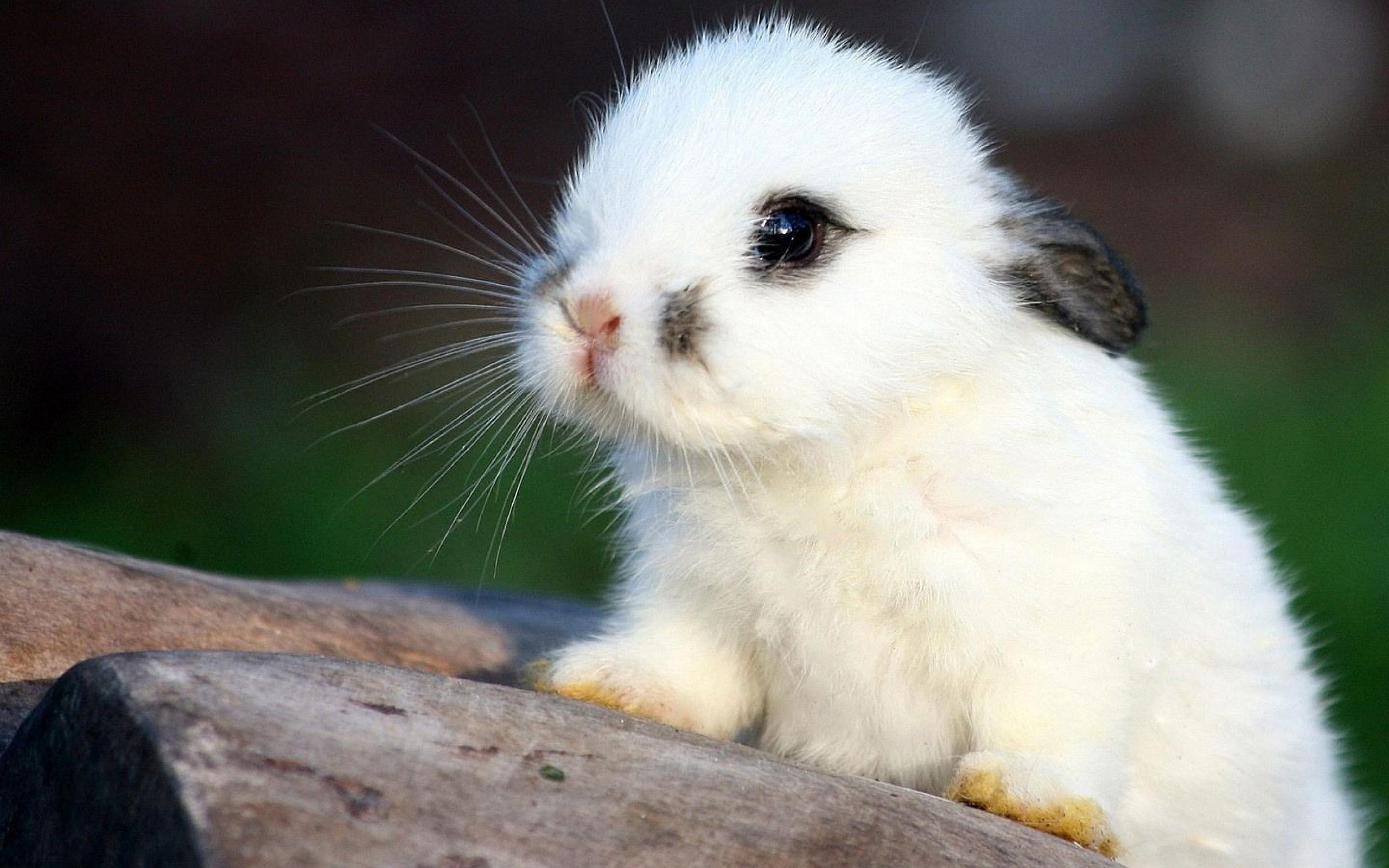 Cute Baby Bunny HD Wallpapers