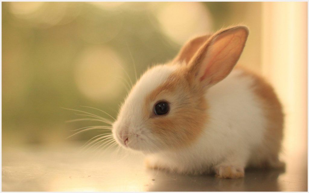 Cute Rabbit Wallpaper Animated Bunny