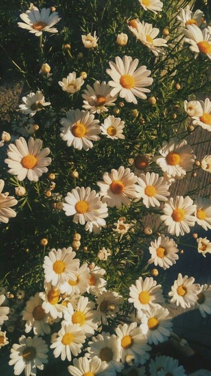Daisy Aesthetic Wallpaper On