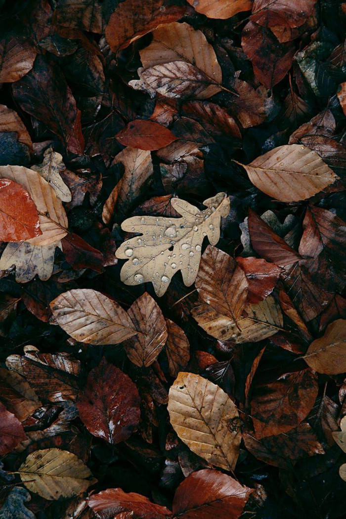 Top Dark Brown Aesthetic Wallpaper Full HD 4k To Use