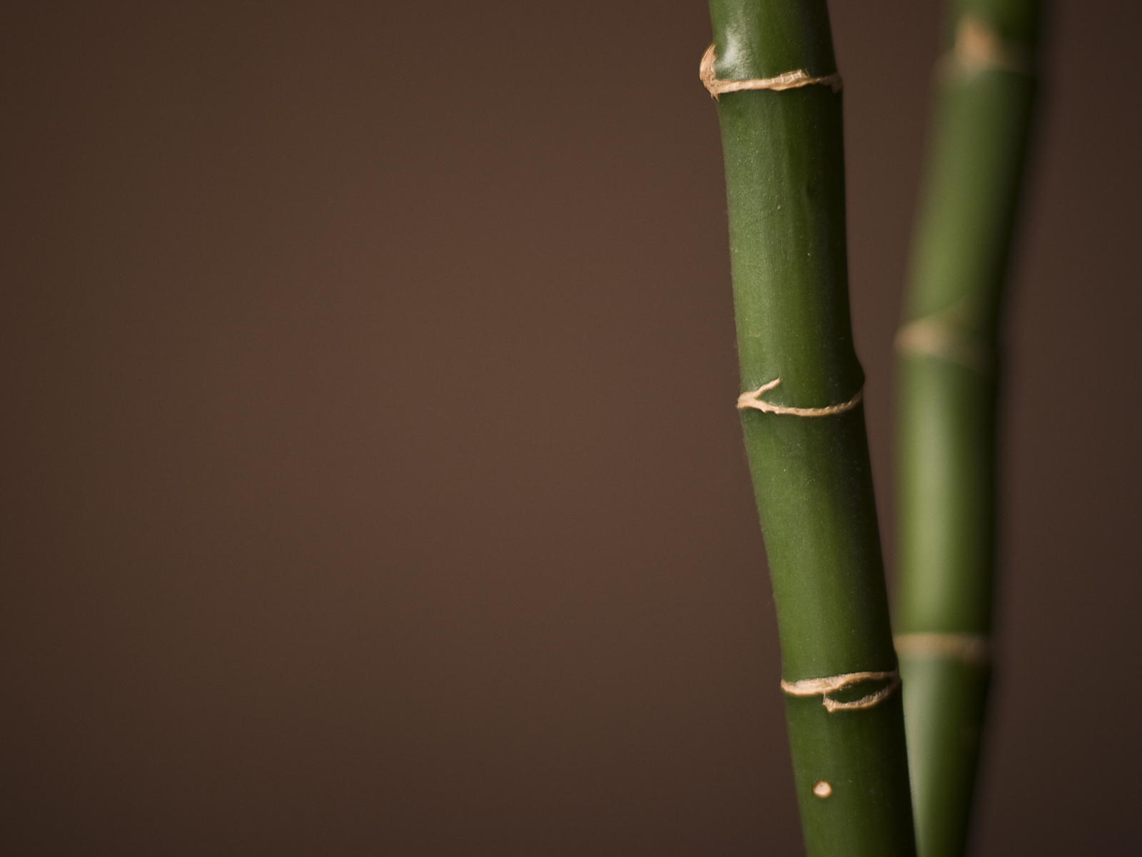 Bamboo Wallpaper For To More