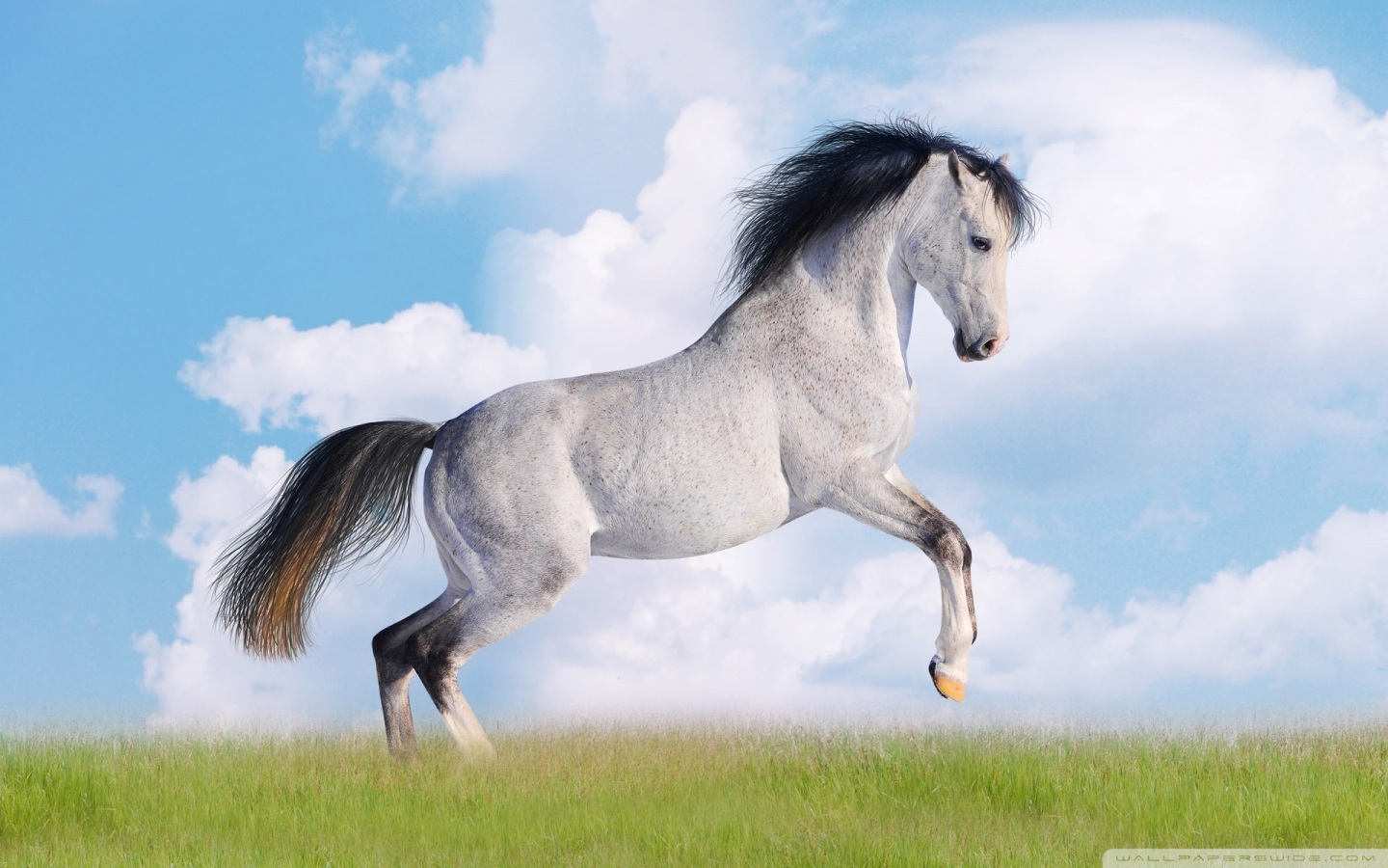 For Gt Beautiful Running White Horse s Cute Horse 1440x900