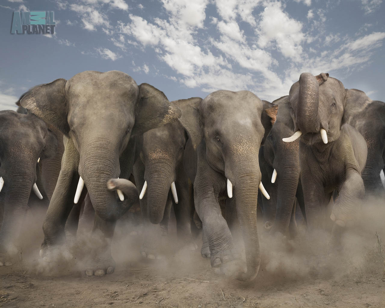 Wallpaper Animals 3d Nature Elephants Pictures Baby